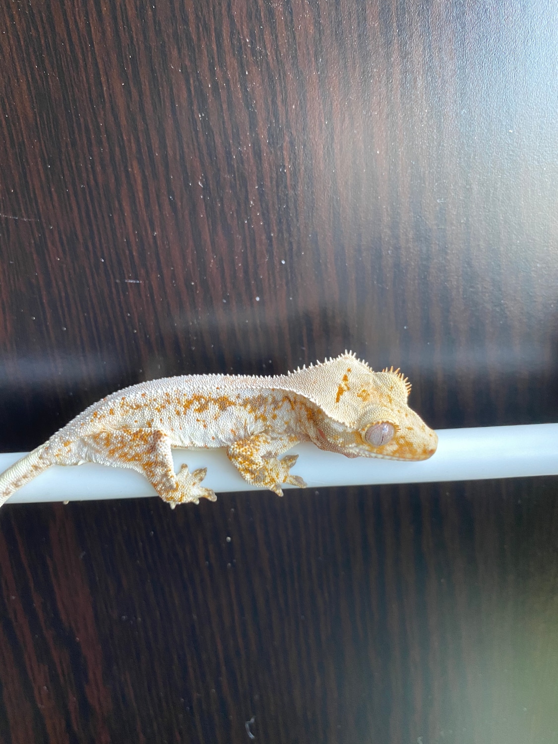 Extreme Harlequin Lilly White 2020 Crested Gecko by Basinology