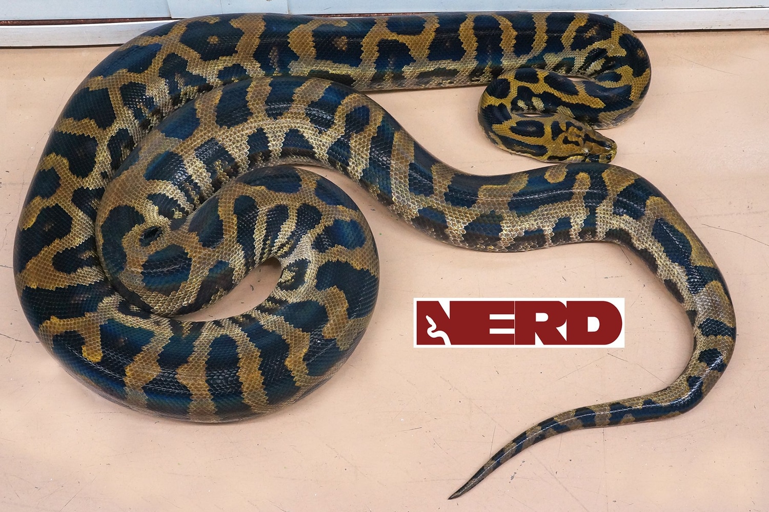 Adult Bateater (Burmese X Reticulated Hybrid) Reticulated Python by New England Reptile Distributors