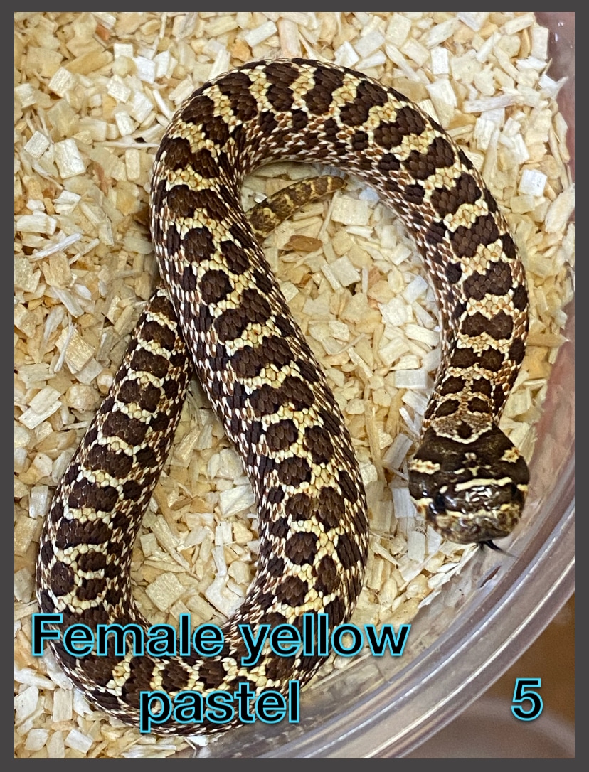 Nice Female Yellow Pastel 5 Western Hognose by South Plains Reptile