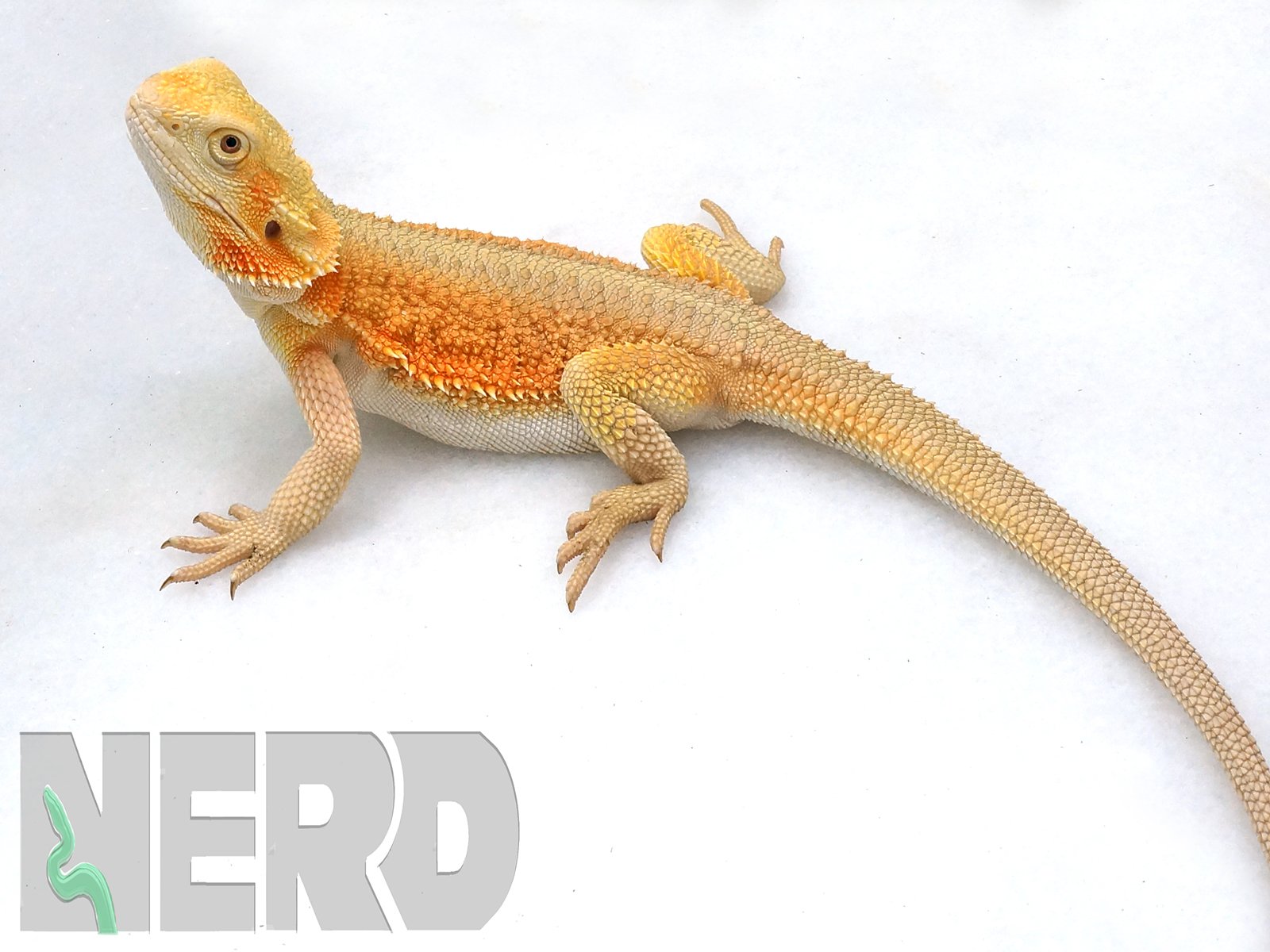 Witblits Central Bearded Dragon by New England Reptile Distributors
