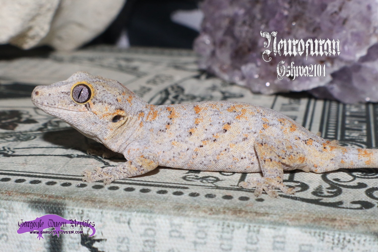 "Neurofuran" Orange Blotch Gargoyle Gecko by Gargoyle Queen Reptiles