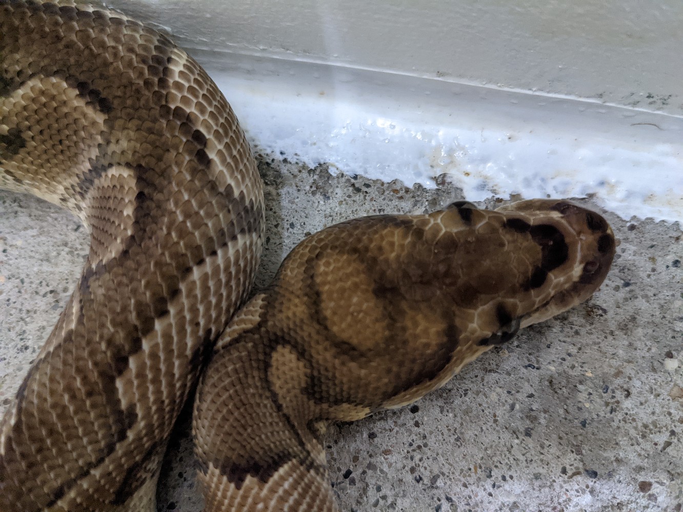 Clown By Matthew Huck of OWAL Reptiles