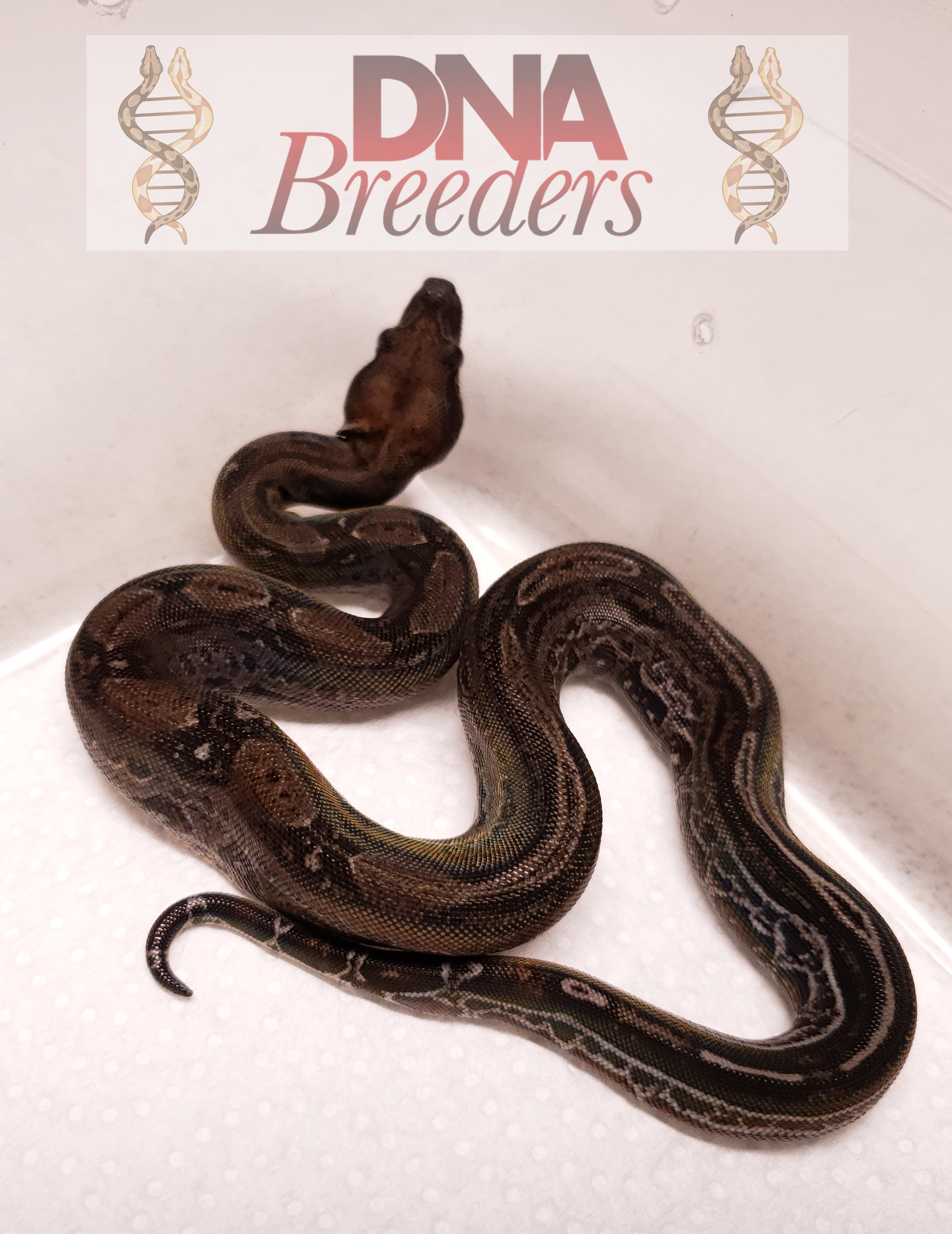 Leopard Boa Constrictor by DNA Breeders
