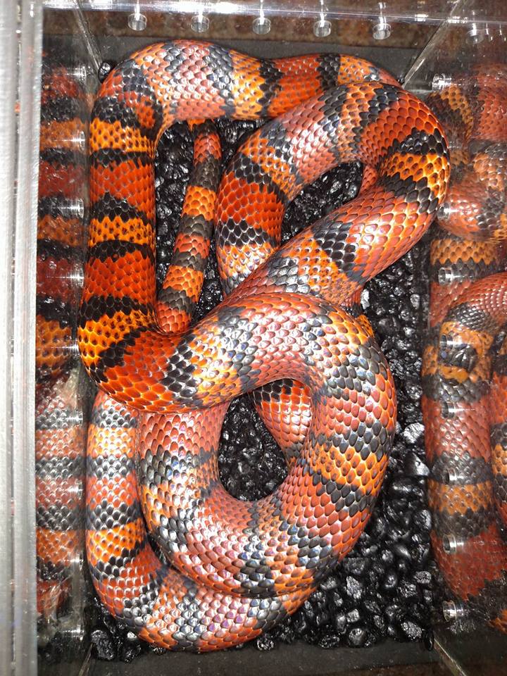 Tangerine Honduran Milk Snake by Clarksville Reef and Reptiles