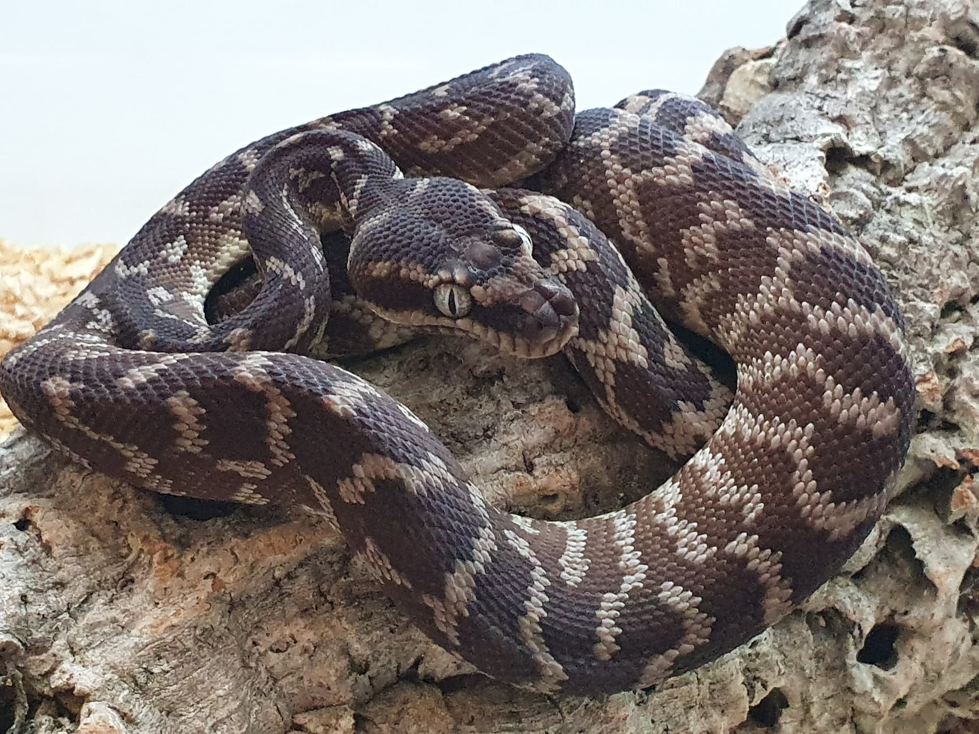 Rough Scaled Python Other Pythons MorphMarket Reptile Community