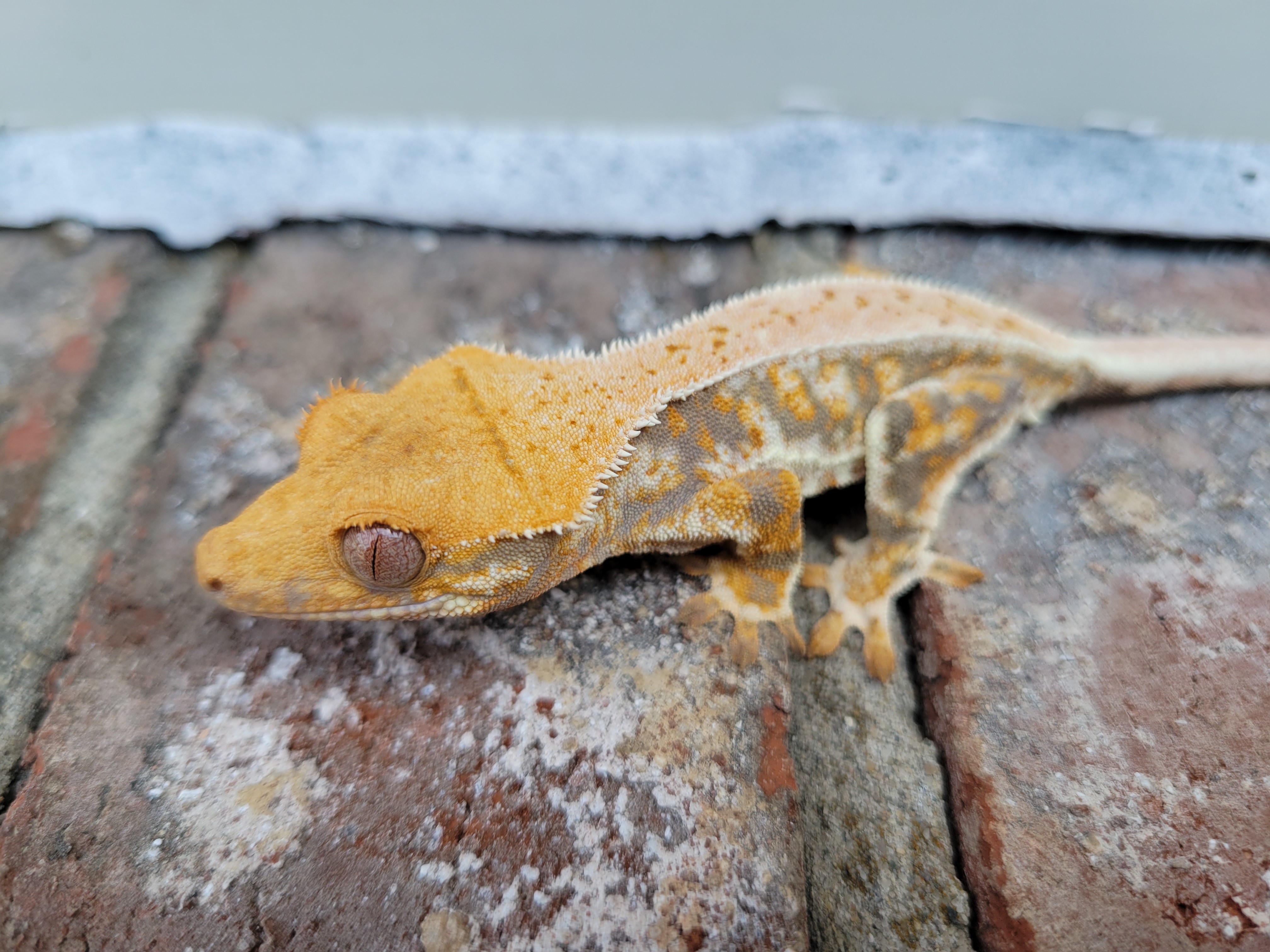Lilly White Crested Gecko by KMS Reptiles