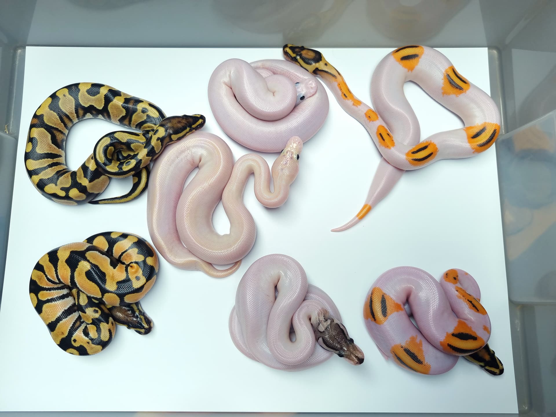 Can U Guess The Morphs Ball Pythons MorphMarket Reptile Community Can U Guess The Morphs Ball Pythons MorphMarket Reptile Community