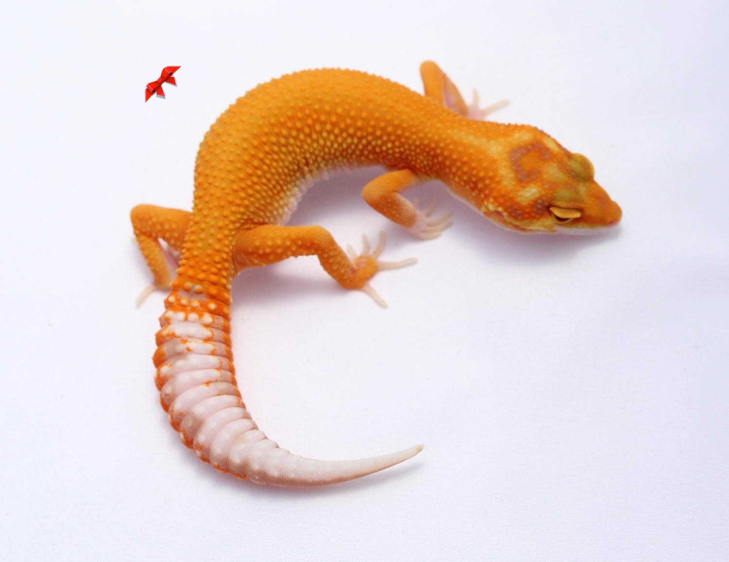 Extreme Emerine X G-Project Tremper Leopard Gecko by Bold & Bright Geckos
