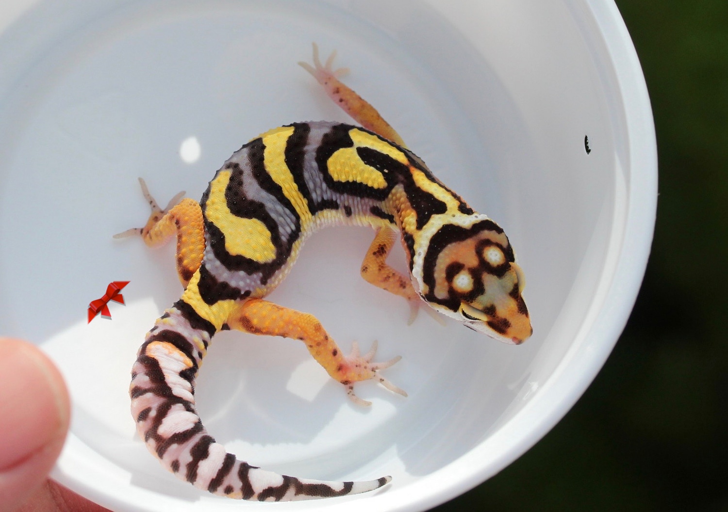 Bengal Bold Tangerine Leopard Gecko by Bold & Bright Geckos
