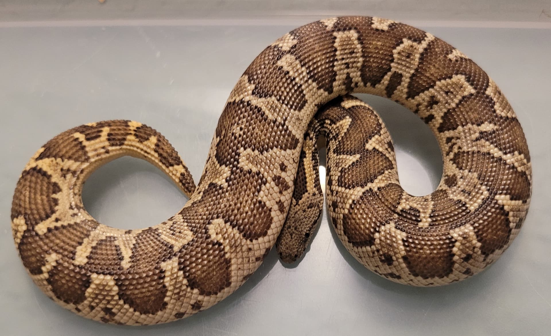 Show Off Your Sand Boas - Sand Boas - MorphMarket Reptile Community