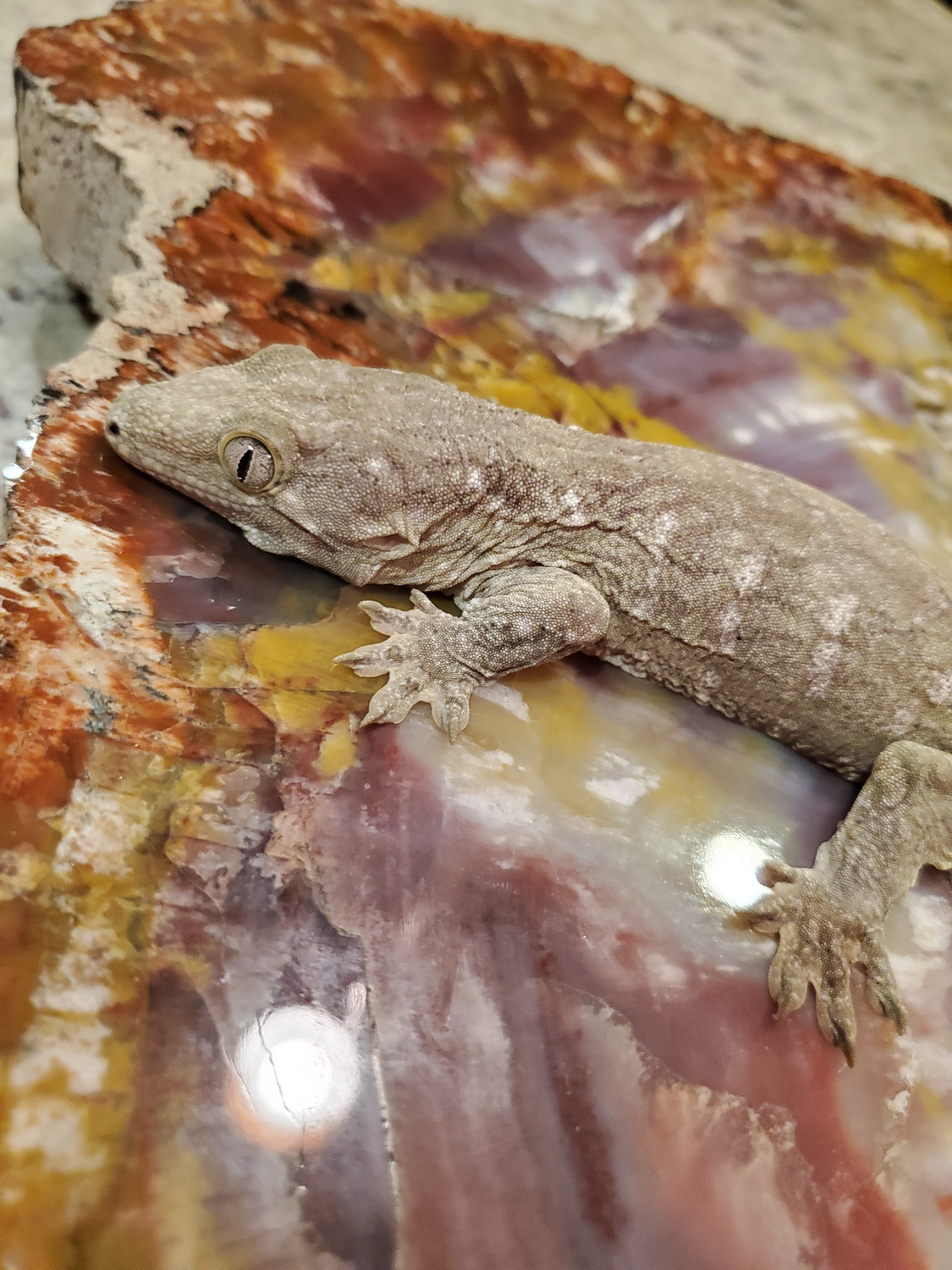 (PKhDM) X (Yate X A+C) Juvenile Leachianus Gecko by JBI Reptiles