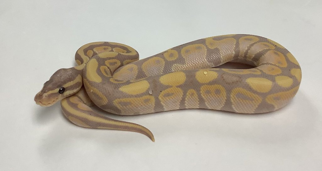 Banana Ball Python by BHB Reptiles