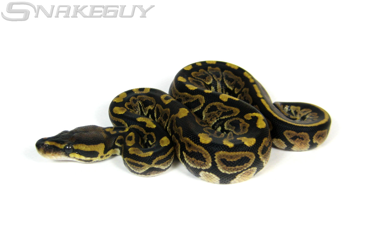 Twister Ball Python by Snakeguy