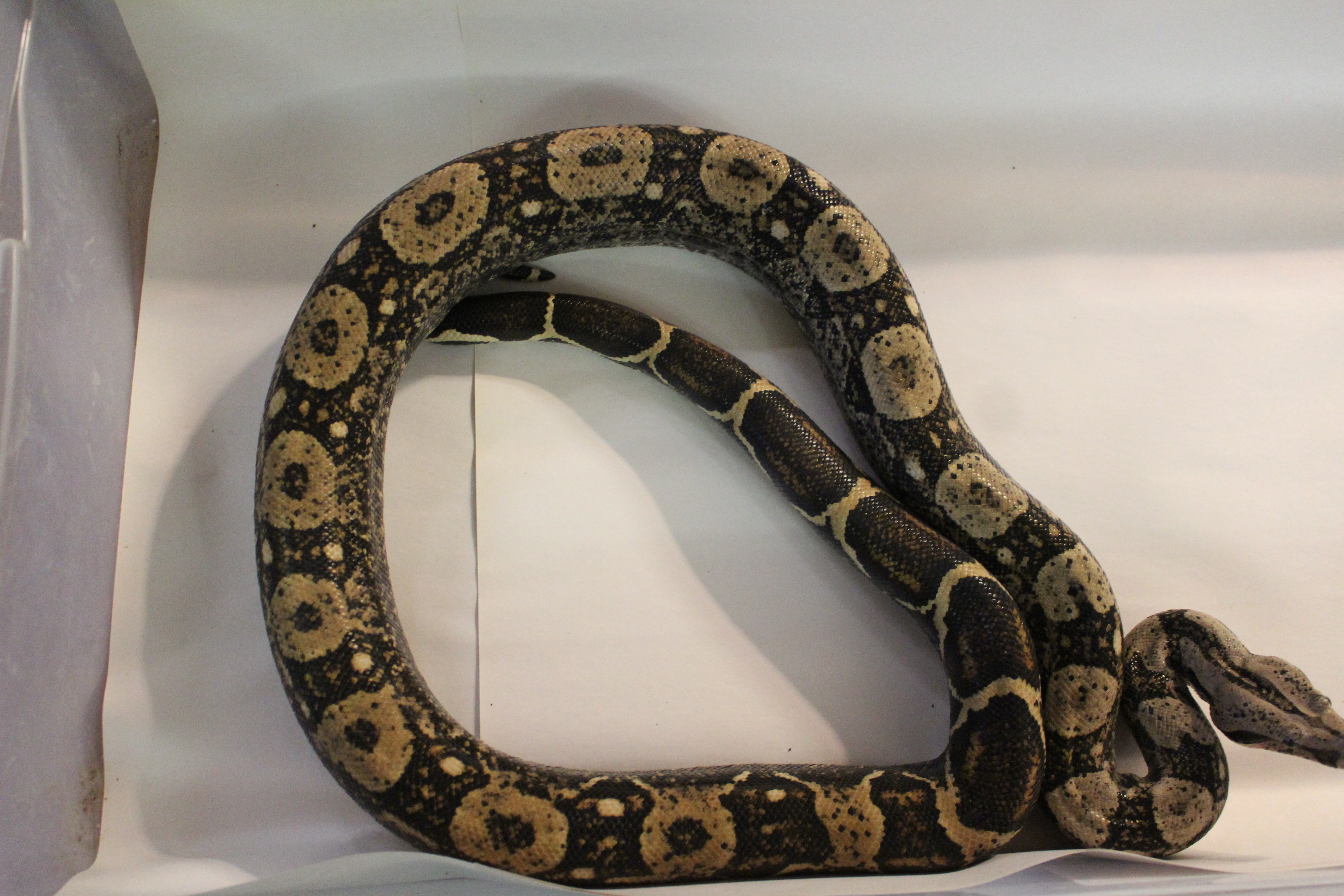 INCA Boa Constrictor by Springs Forked Tongue
