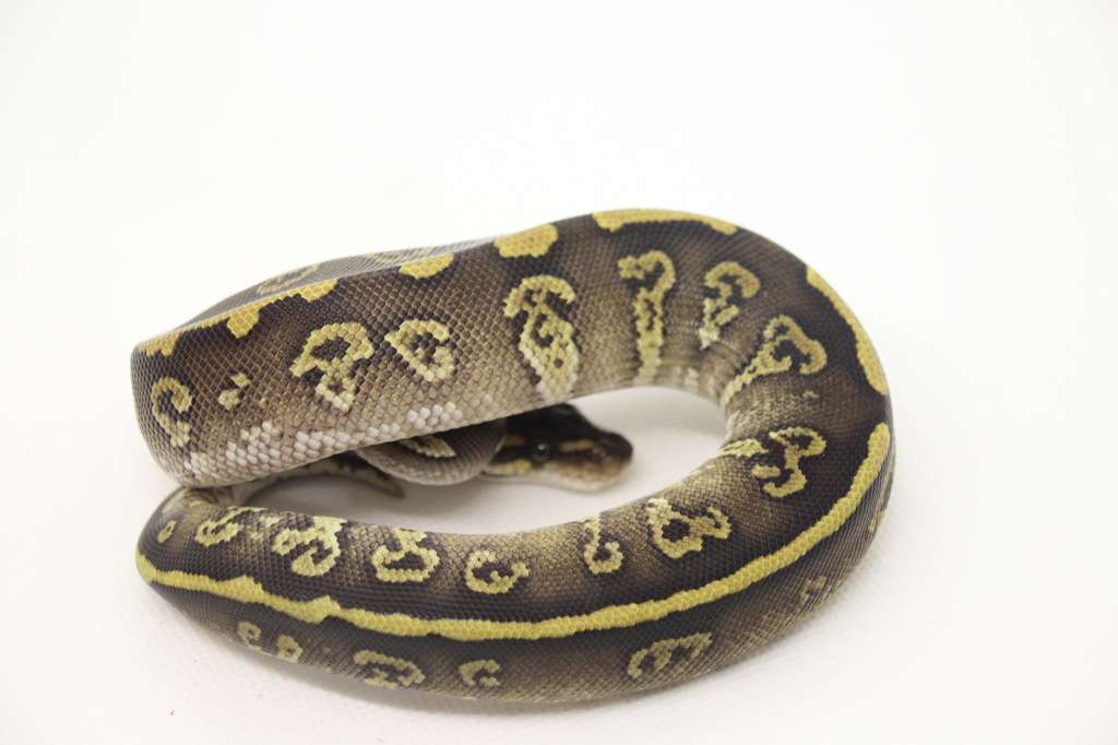 Orbit Mojave Ball Python by PR-Snakes