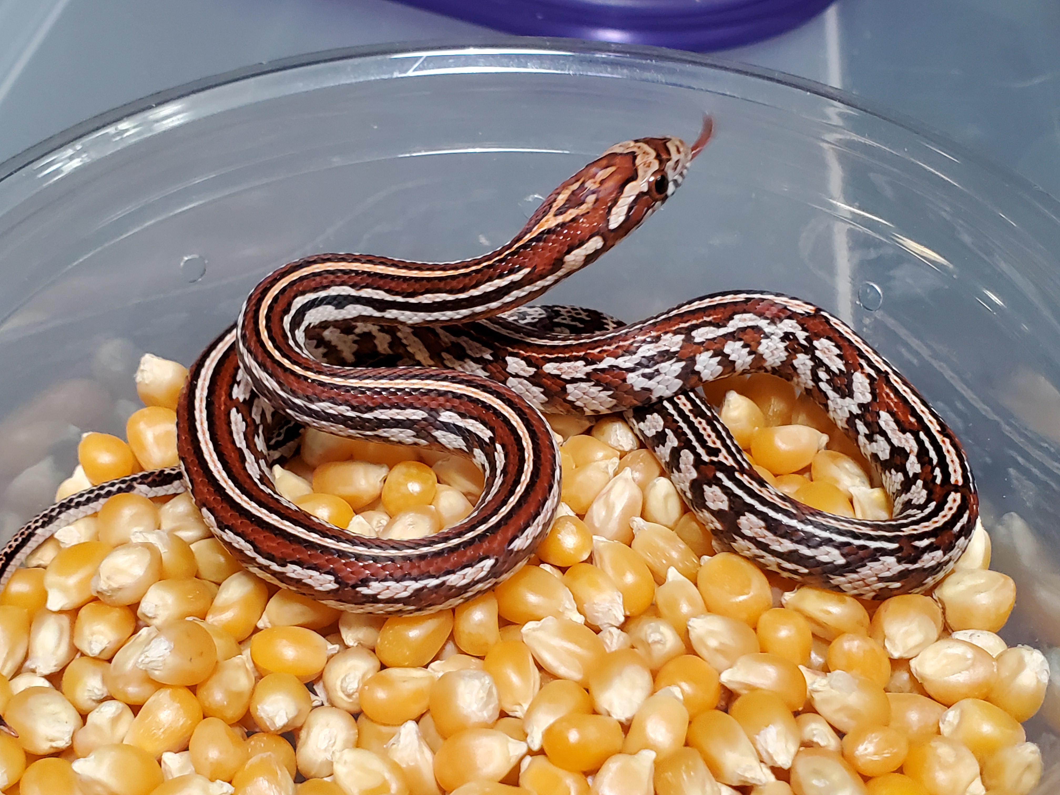 Tessera Corn Snake by Low Belly Reptiles