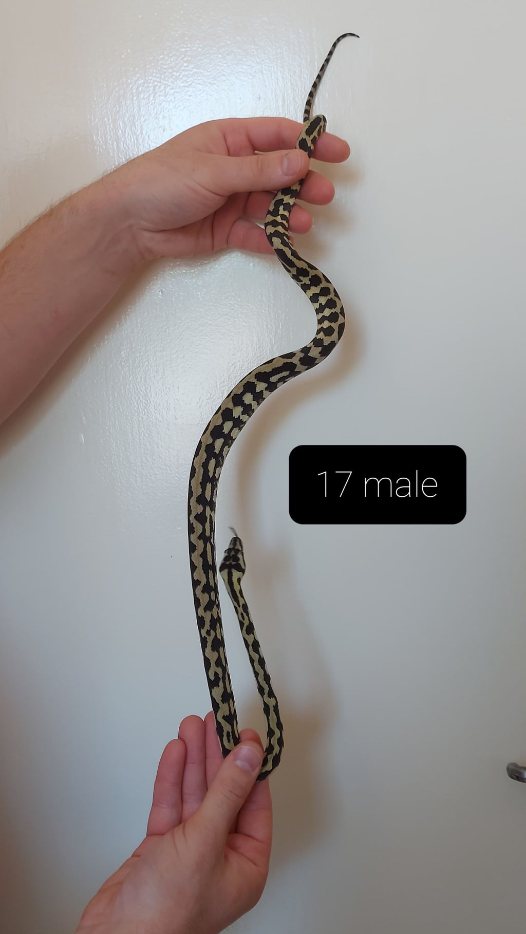 Normal Other Carpet Python by Tony'snakes