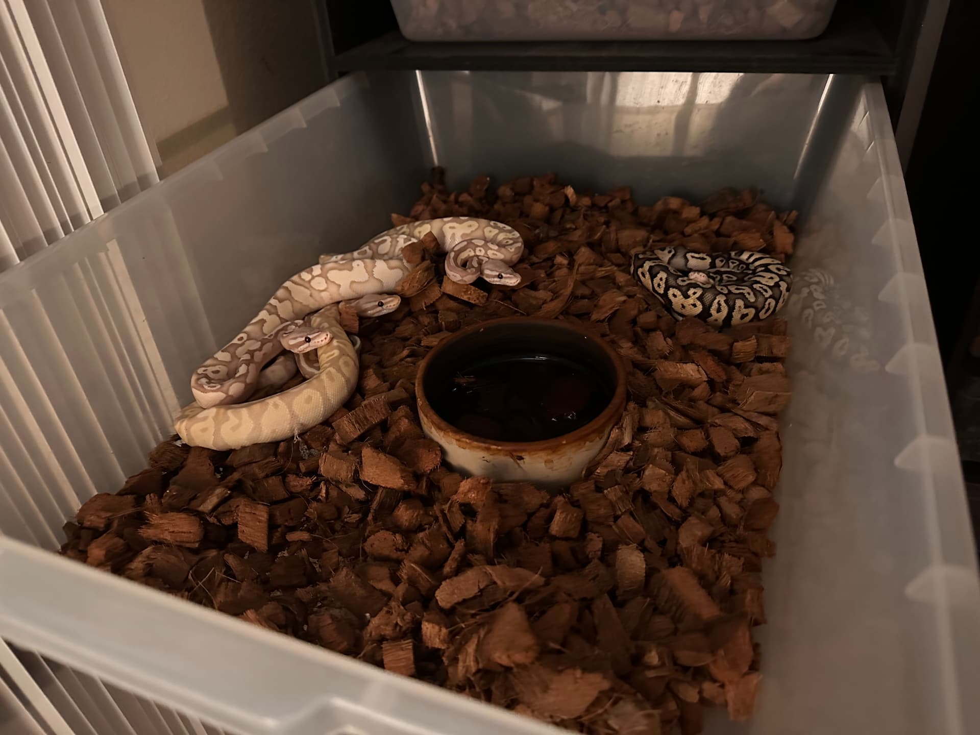 On Ball Python Cohabitation - #174 by armiyana - Ball Pythons ...