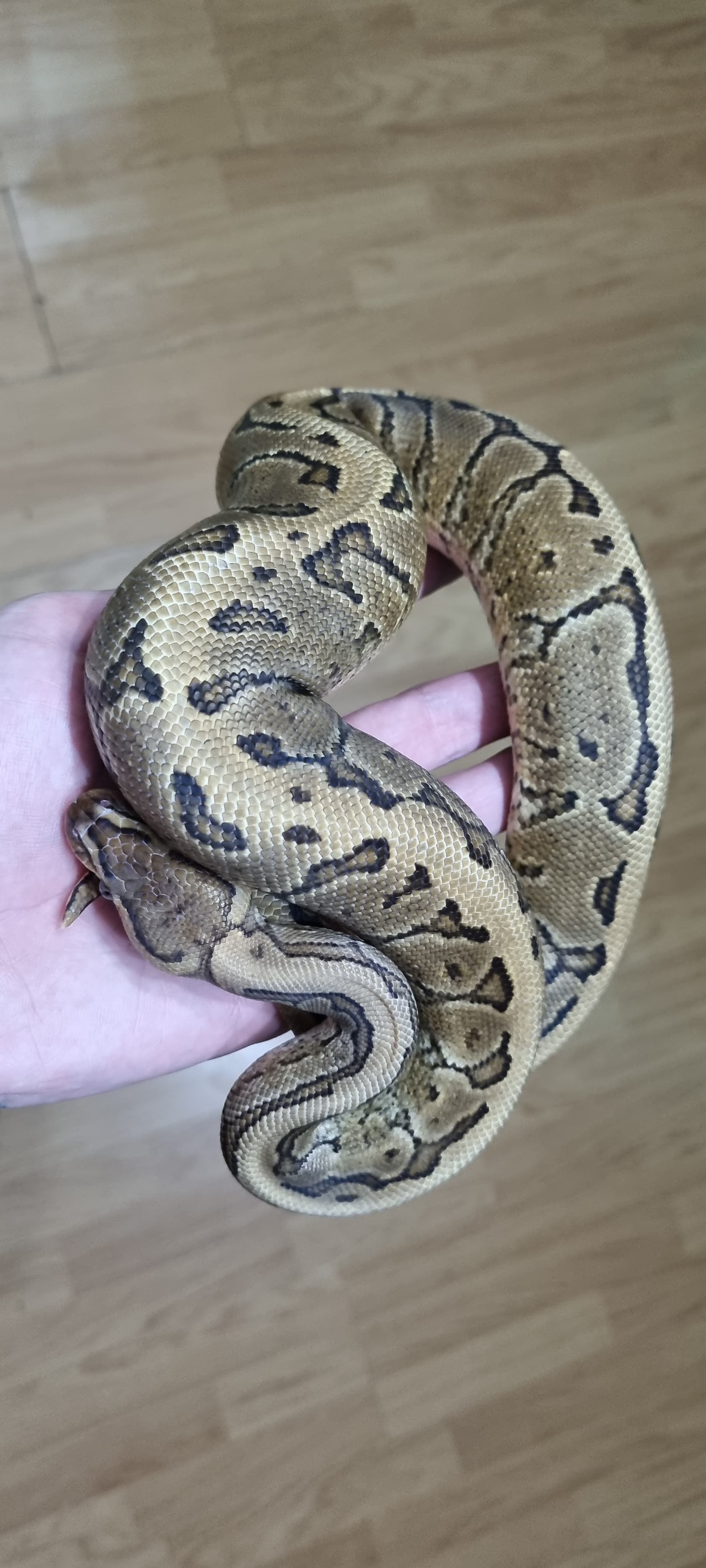 Pinstripe Gravel by Slitheryin Reptiles