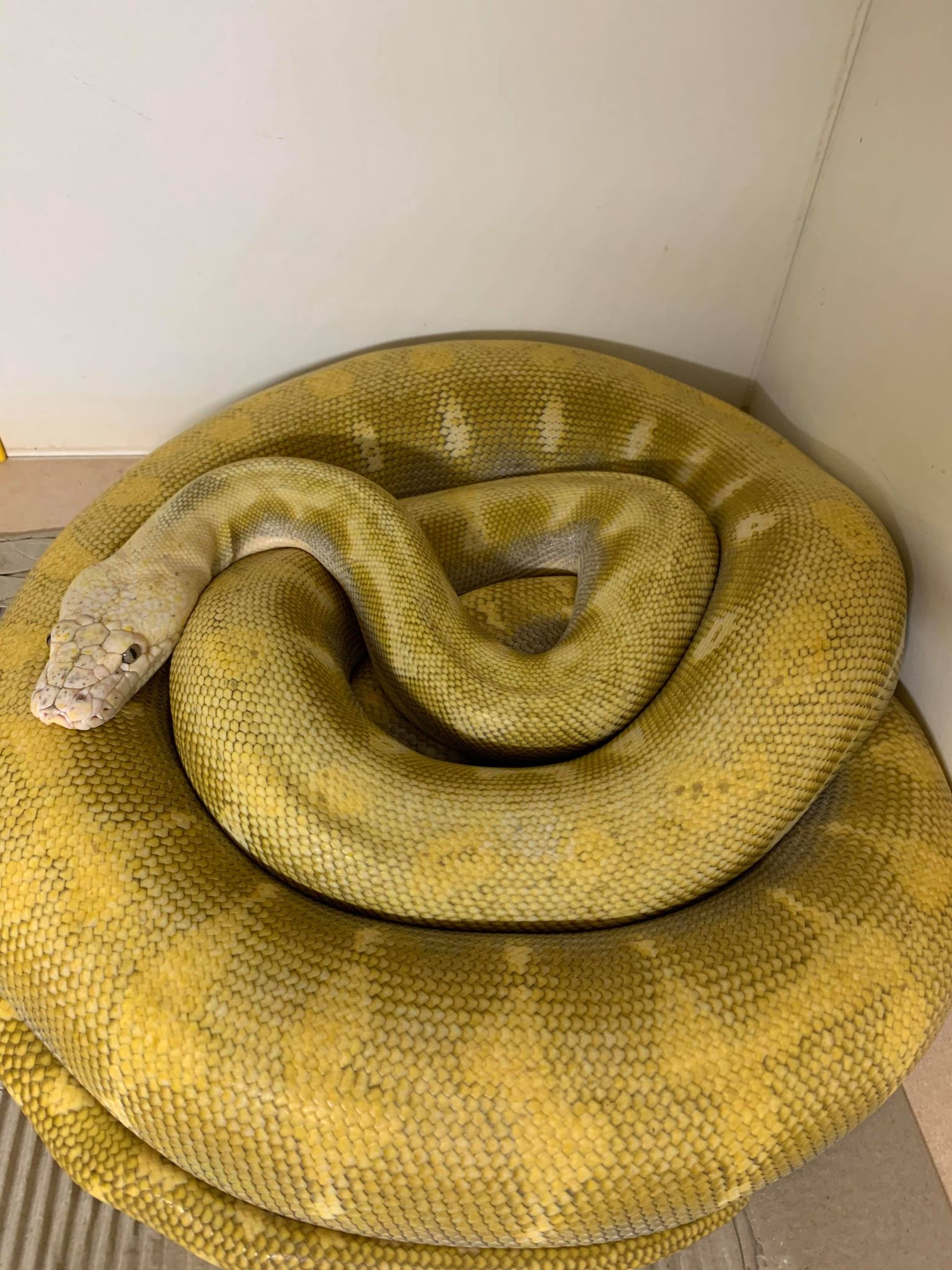 Super Bacan Reticulated Python by Pied Pythons
