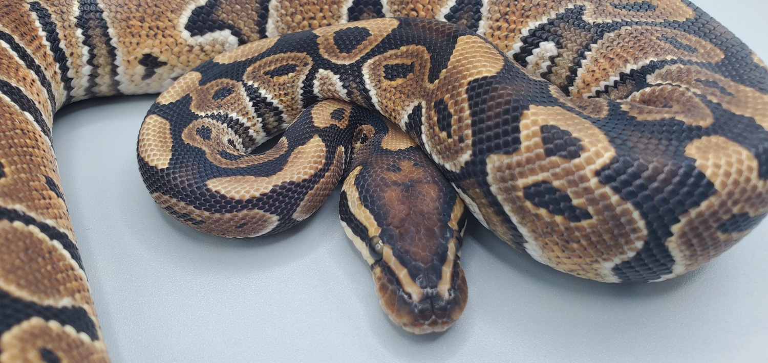Special Ball Python by Frosty Pythons