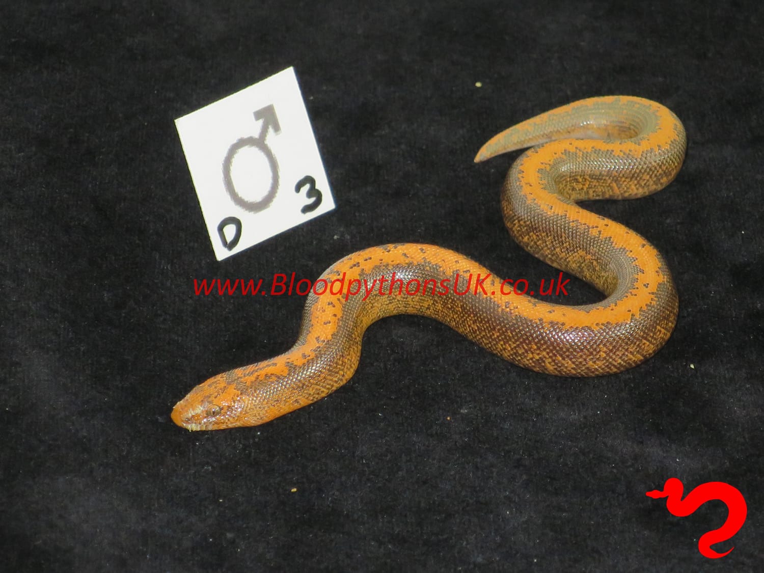 Striped 93.75% Orange Dodoma Sand Boa by Blood Pythons UK