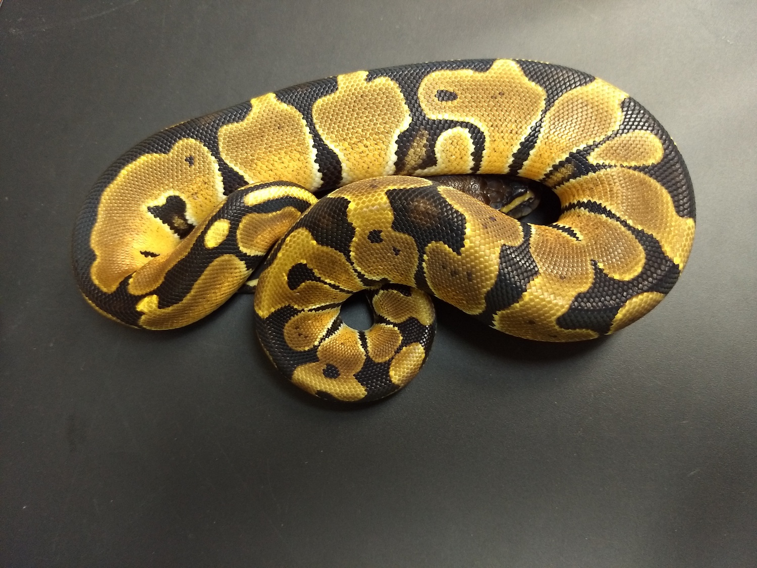 Oriole 66% Het Albino Ball Python by Alpine Reptiles