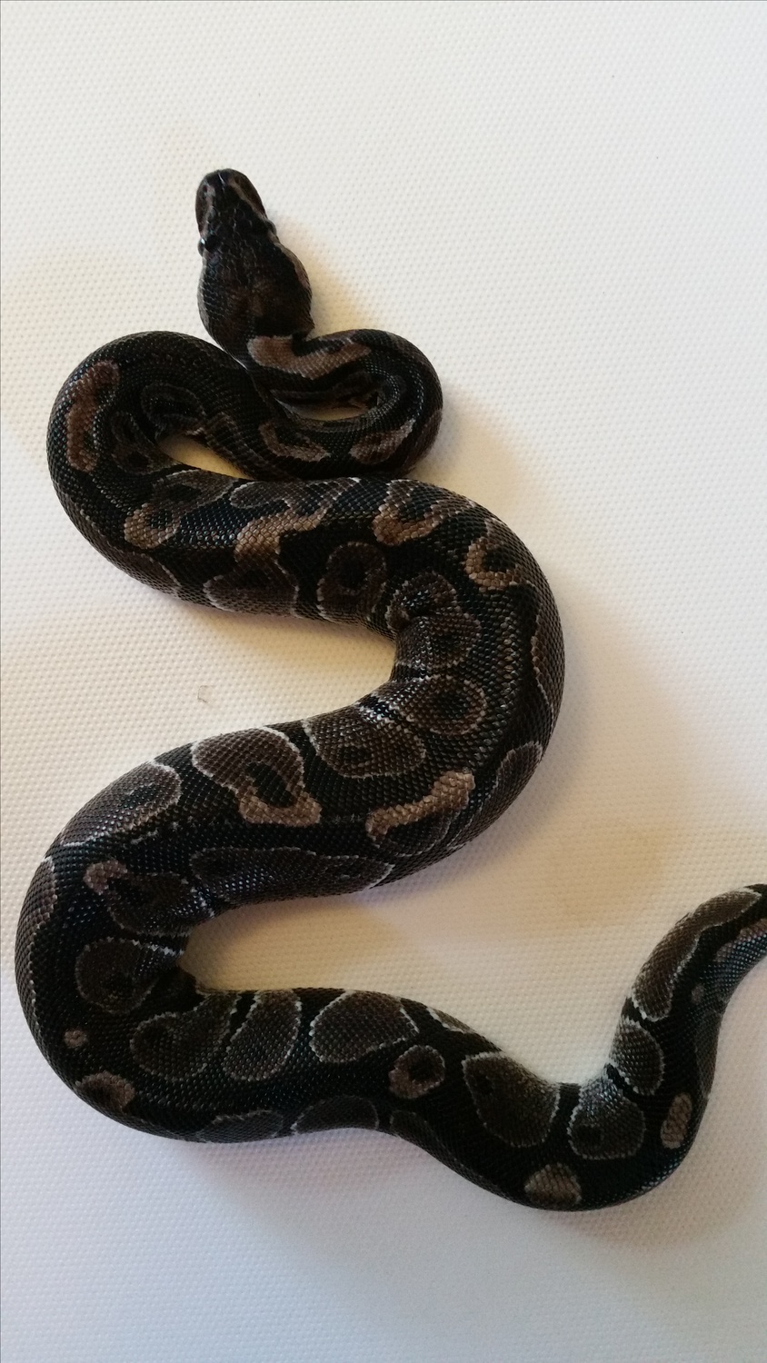 VPI Black Axanthic Ball Python by Hudson Valley Herpetological