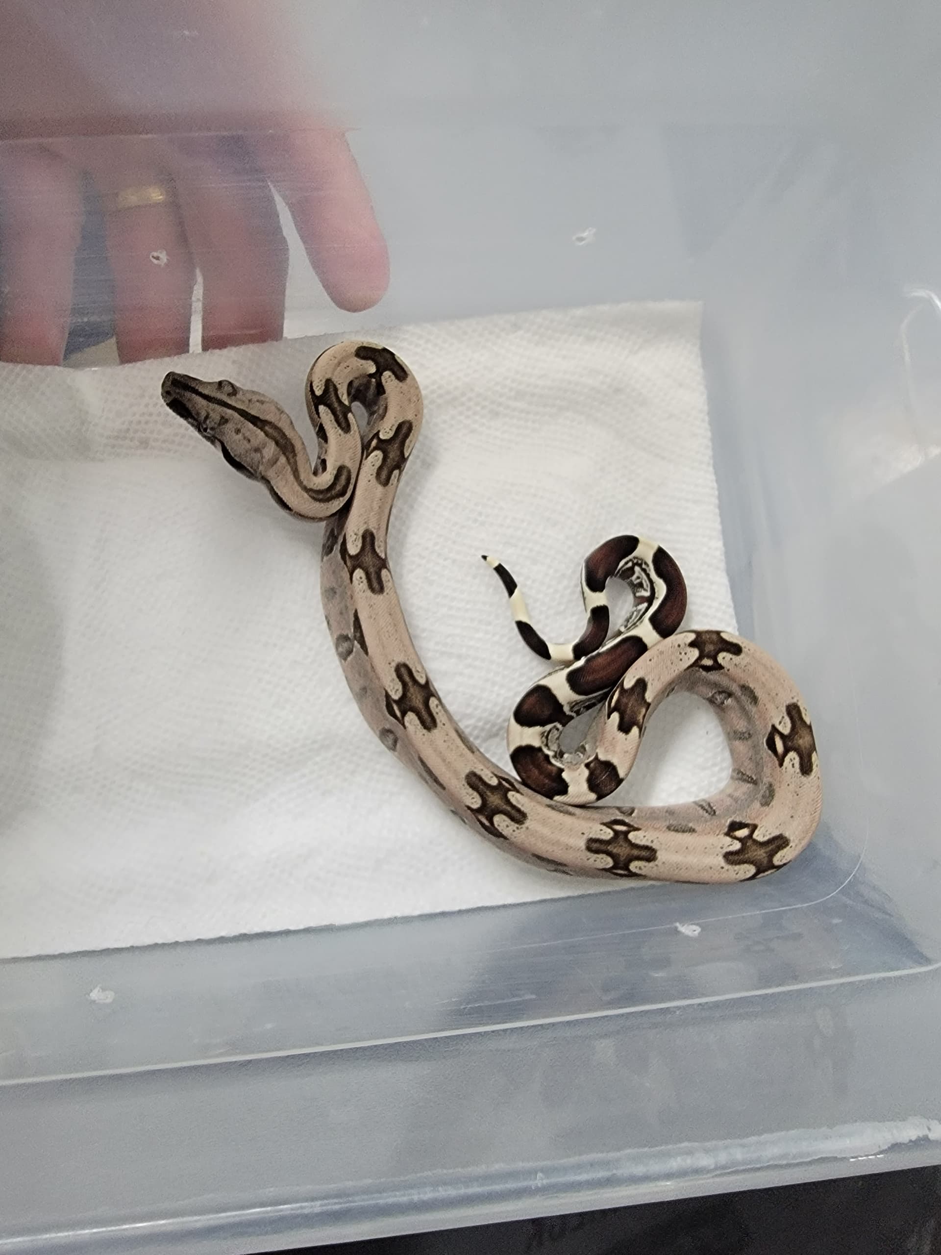 White snake turn yellow - Boa Constrictors - MorphMarket Reptile Community