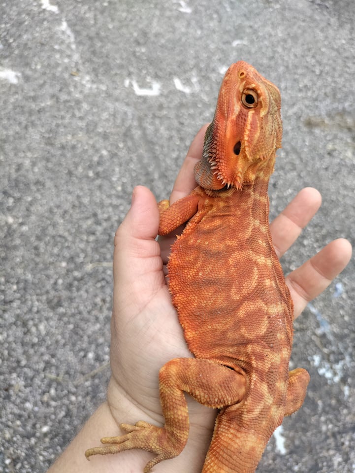 High Red Hypo Trans LeatherBack Central Bearded Dragon by CF Exotics LLC.
