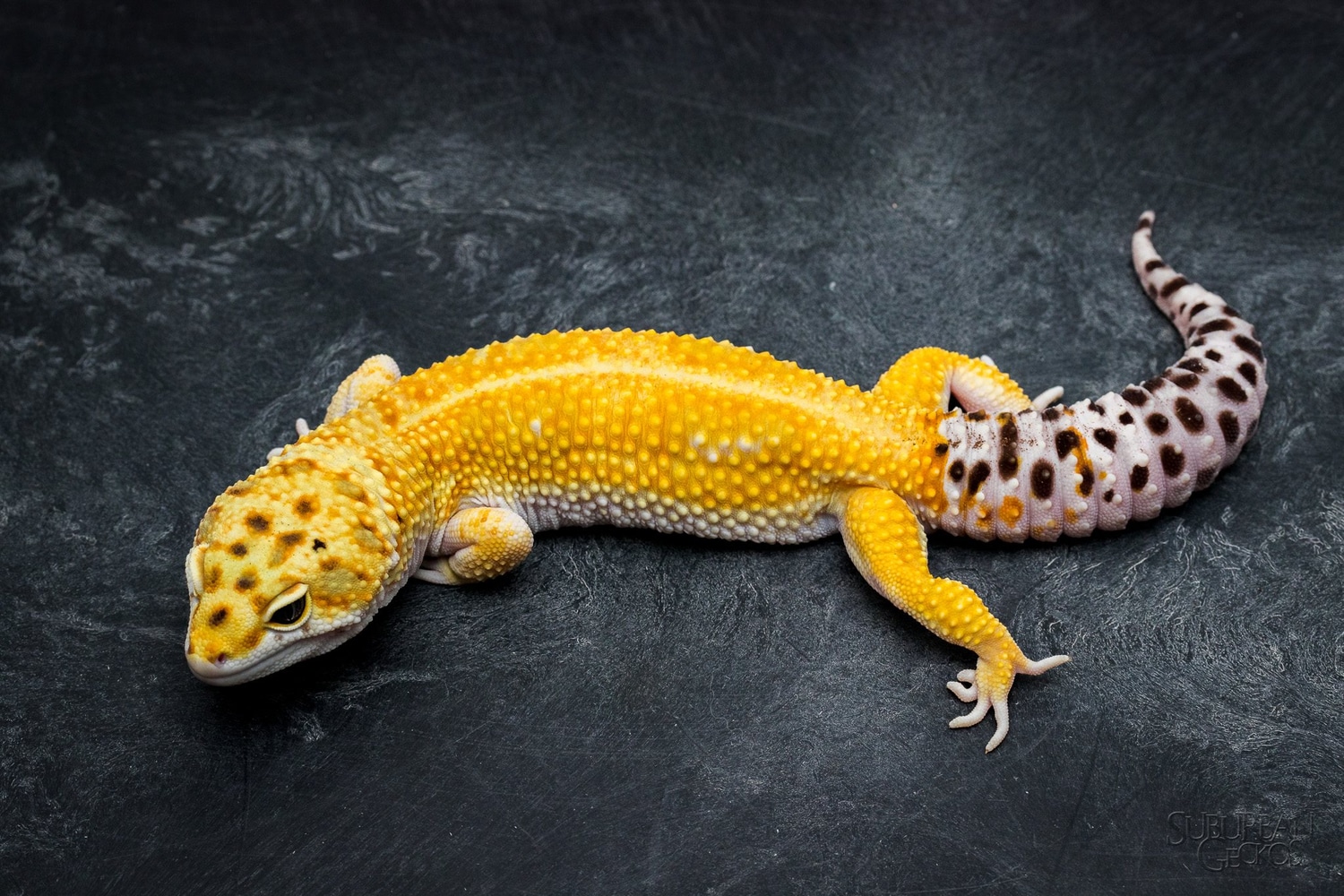 White And Yellow Hyper Xanthic Leopard Gecko by Suburban Geckos