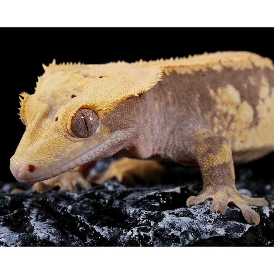 Female Lavender And Yellow Solid Back Dalmatian Crested Gecko by Pangea Reptile