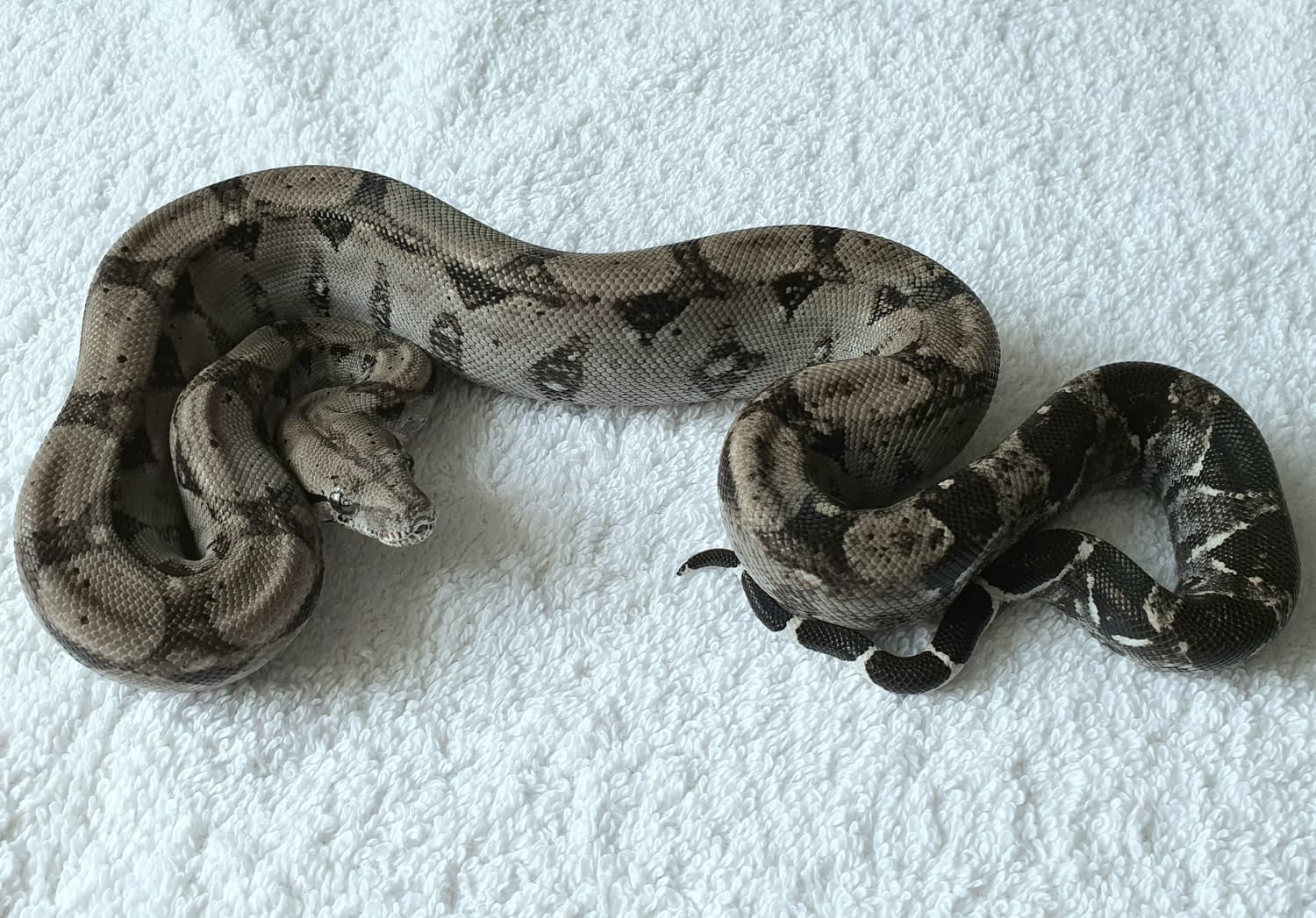 Pure Sonoran Type 2 Anery Boa Constrictor by South West Boids