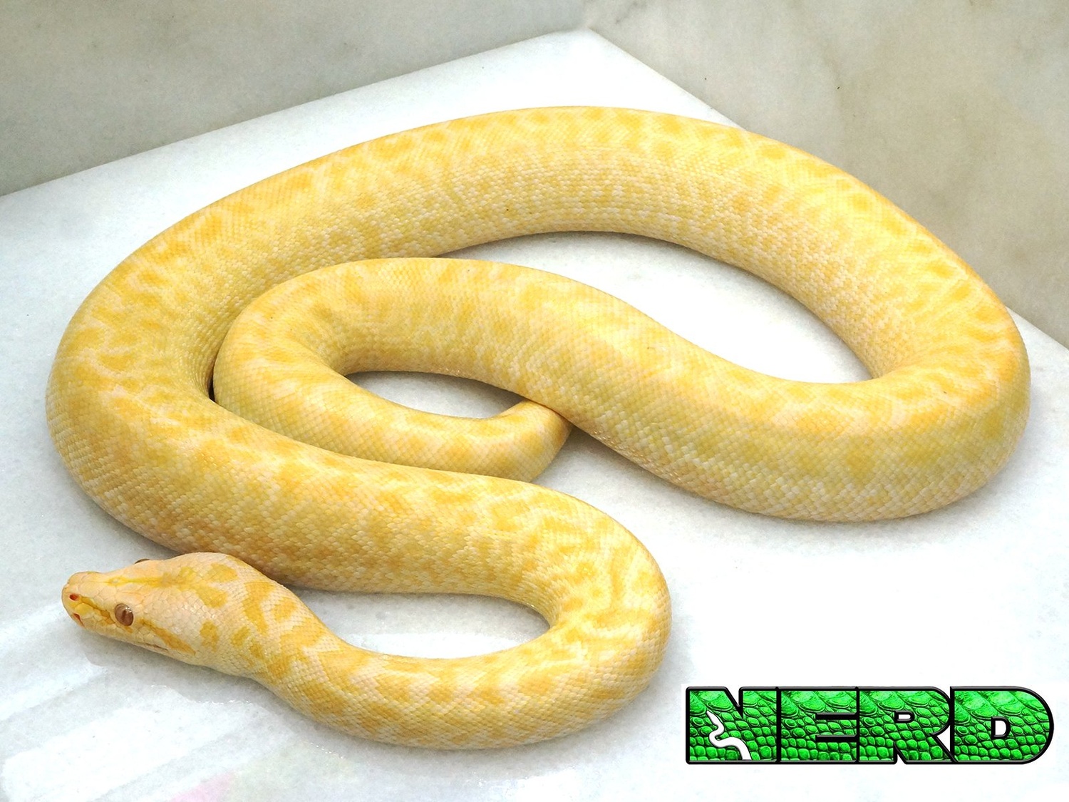Granite Pearl Burmese Python by New England Reptile Distributors