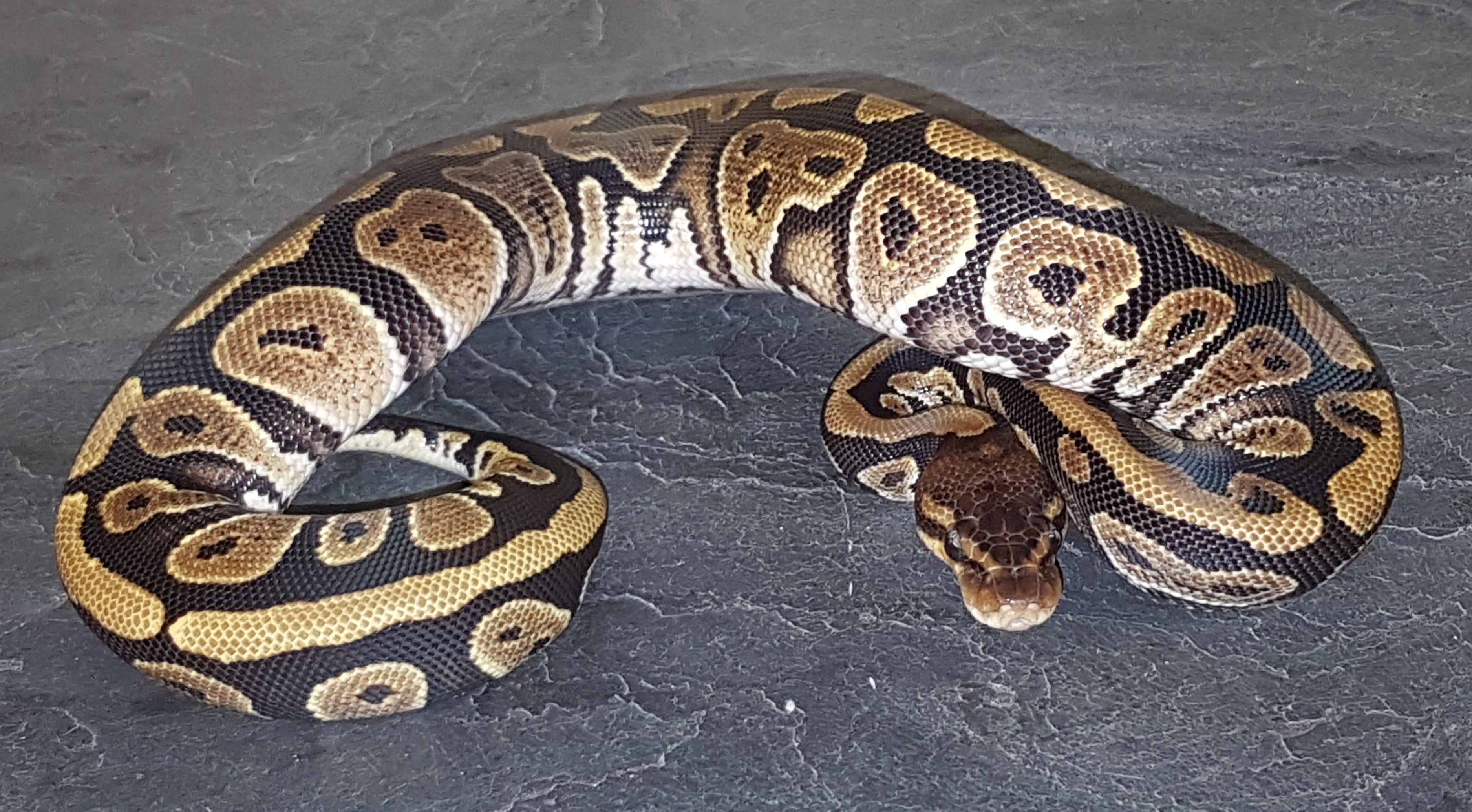 Copper Ball Python by AKW23-Reptiles