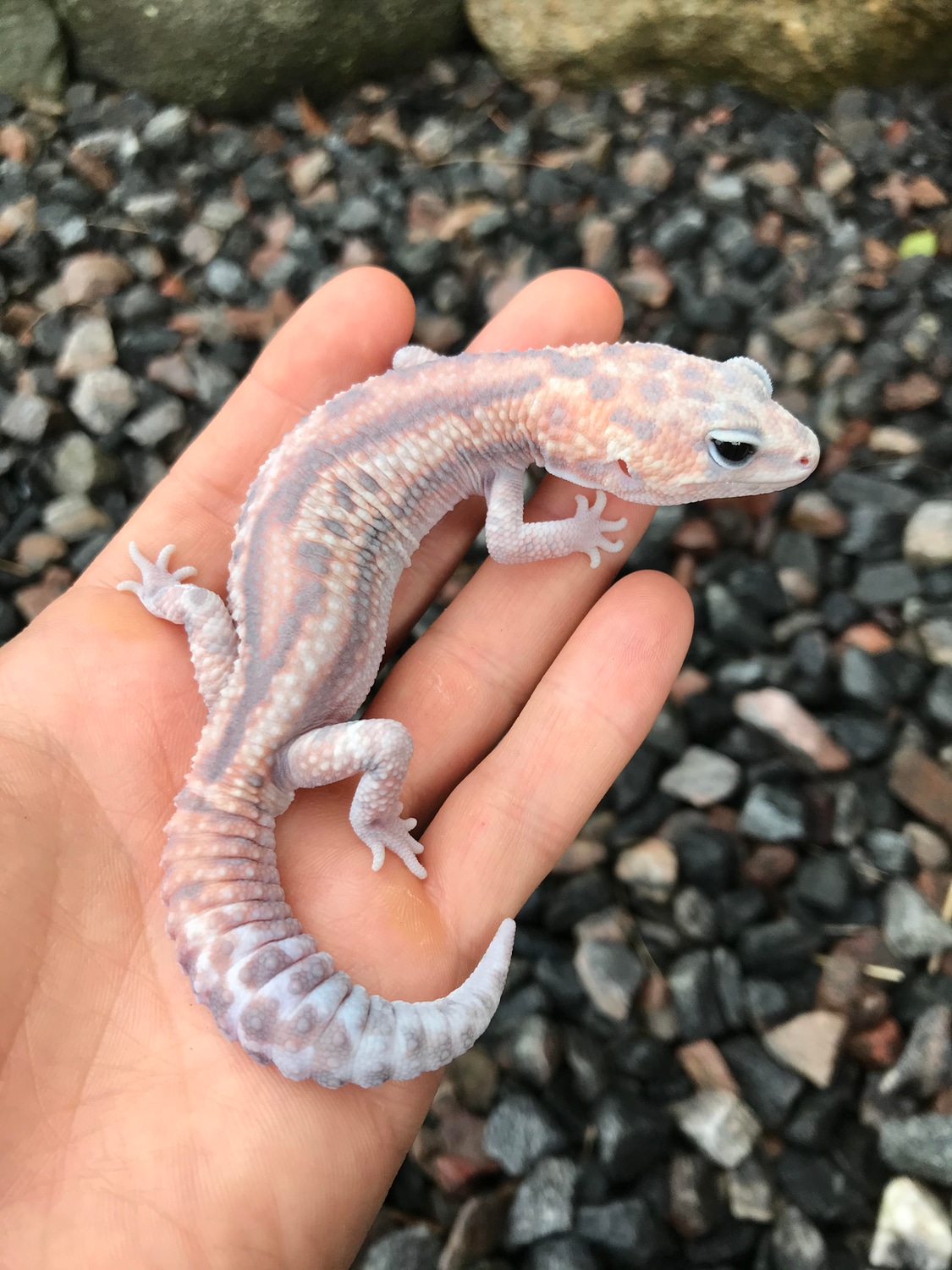 Whiteout Ghost Patternless Poss Het Oreo African Fat-Tailed Gecko by Xtreme Exotics Canada