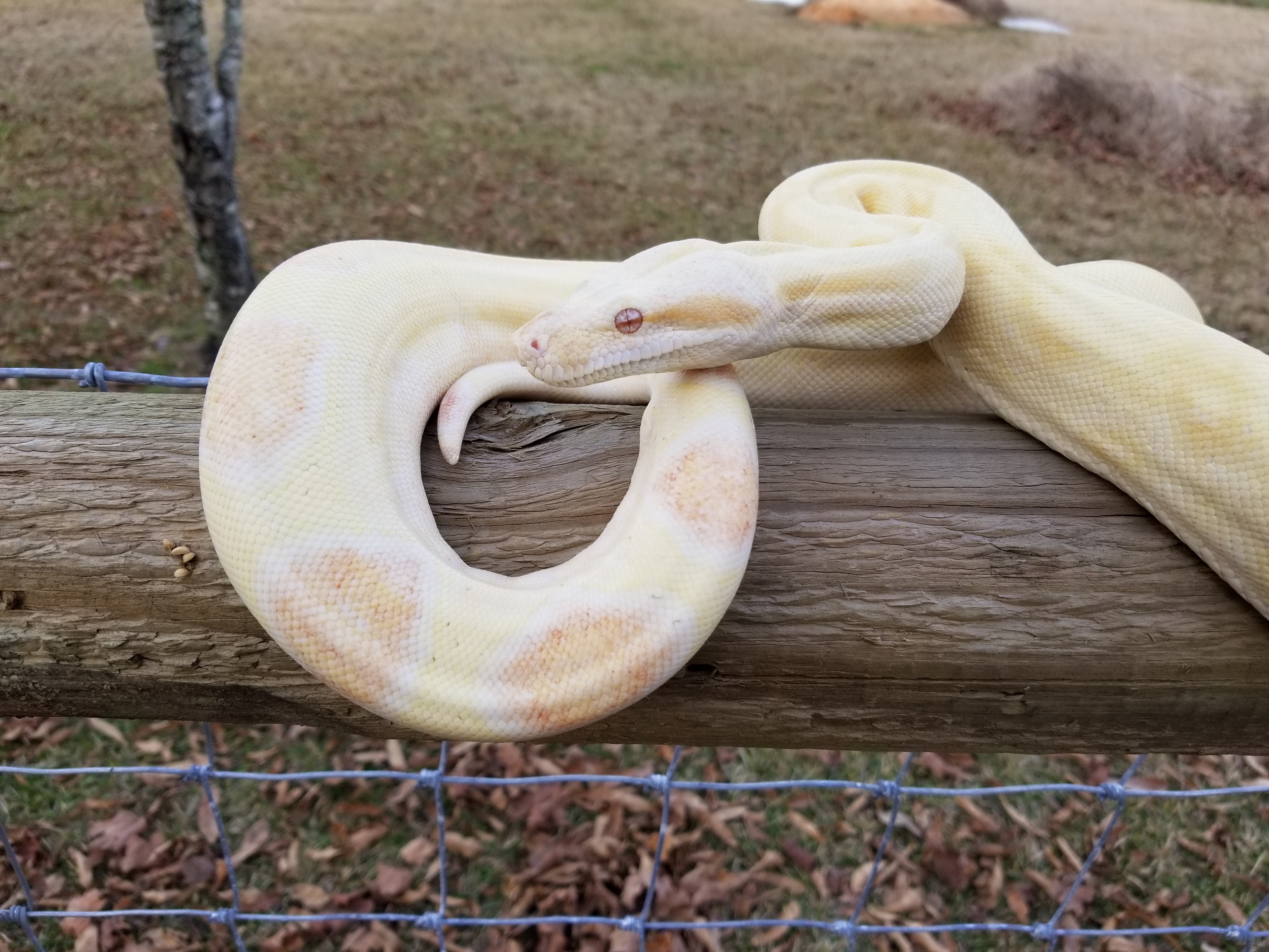 Kahl Albino Boa Constrictor by A&J Exotics