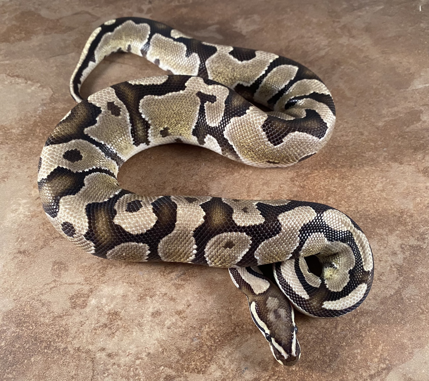 Sulfur Dh Axanthic Puzzle Ball Python by DCat Inc