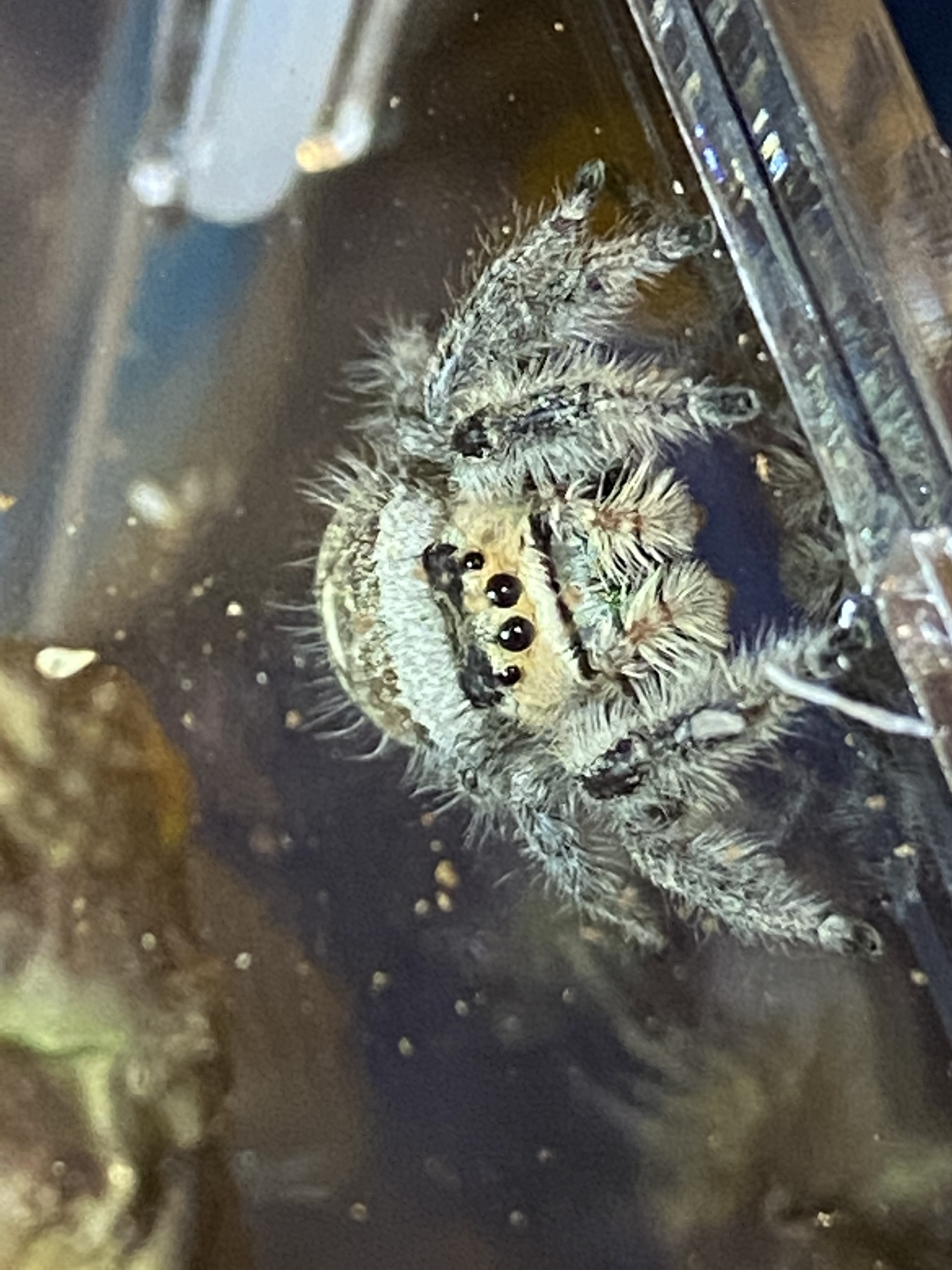 Suggestions for jumping spider enclosures - Invertebrates - MorphMarket  Reptile Community