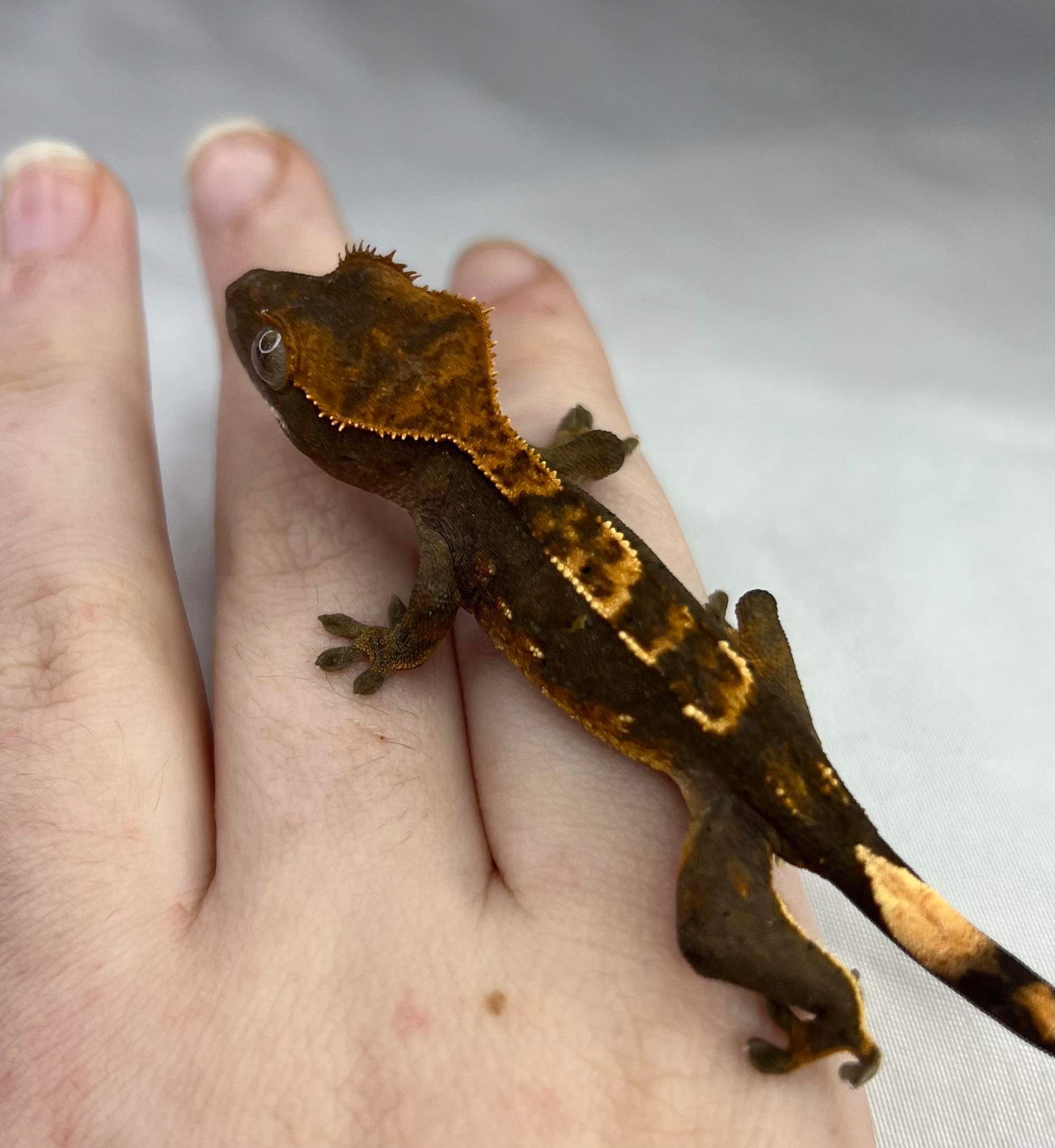 High-End Crested Gecko