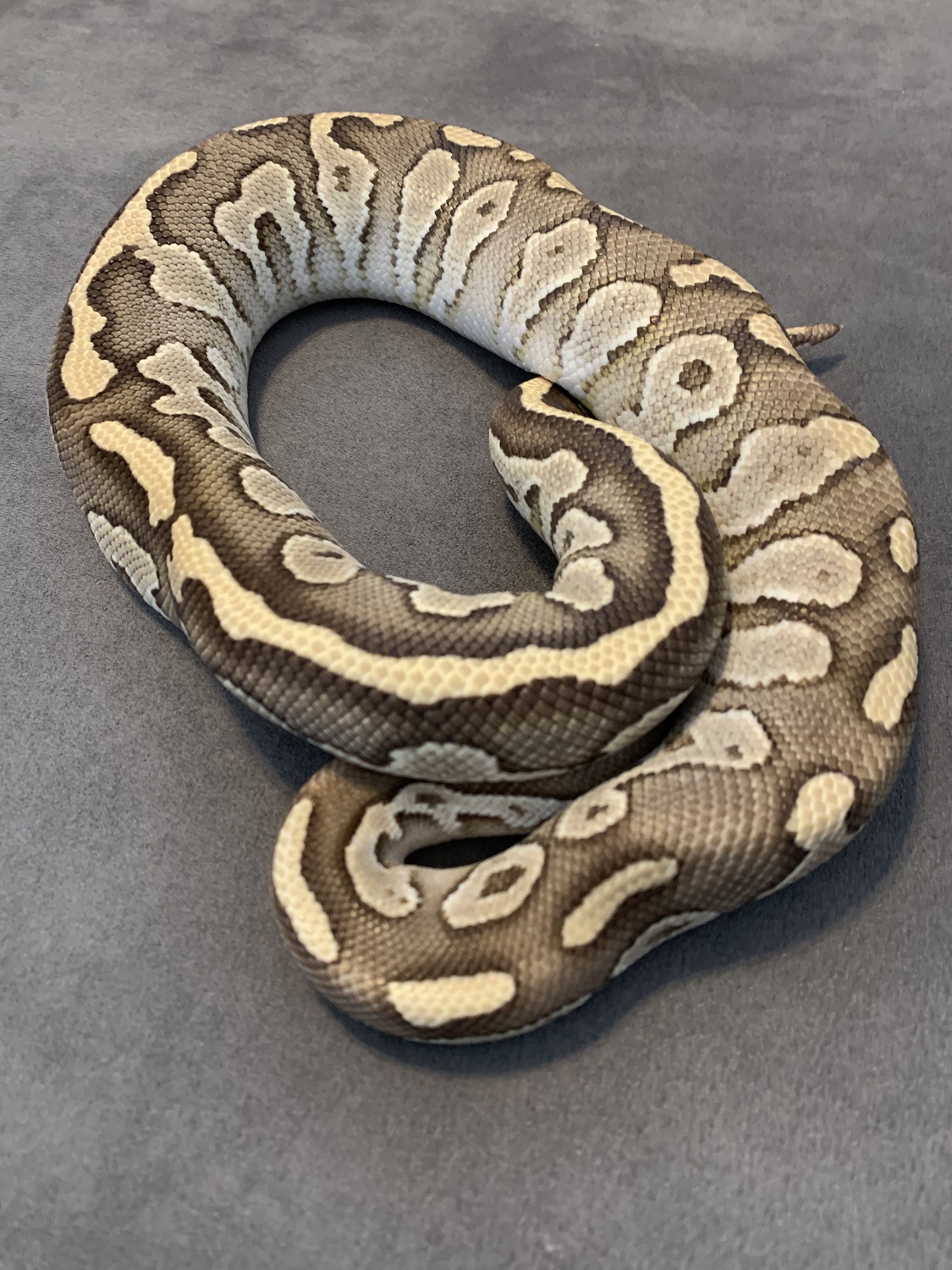 Lesser Sapphire Ball Python by Pinnacle Pythons