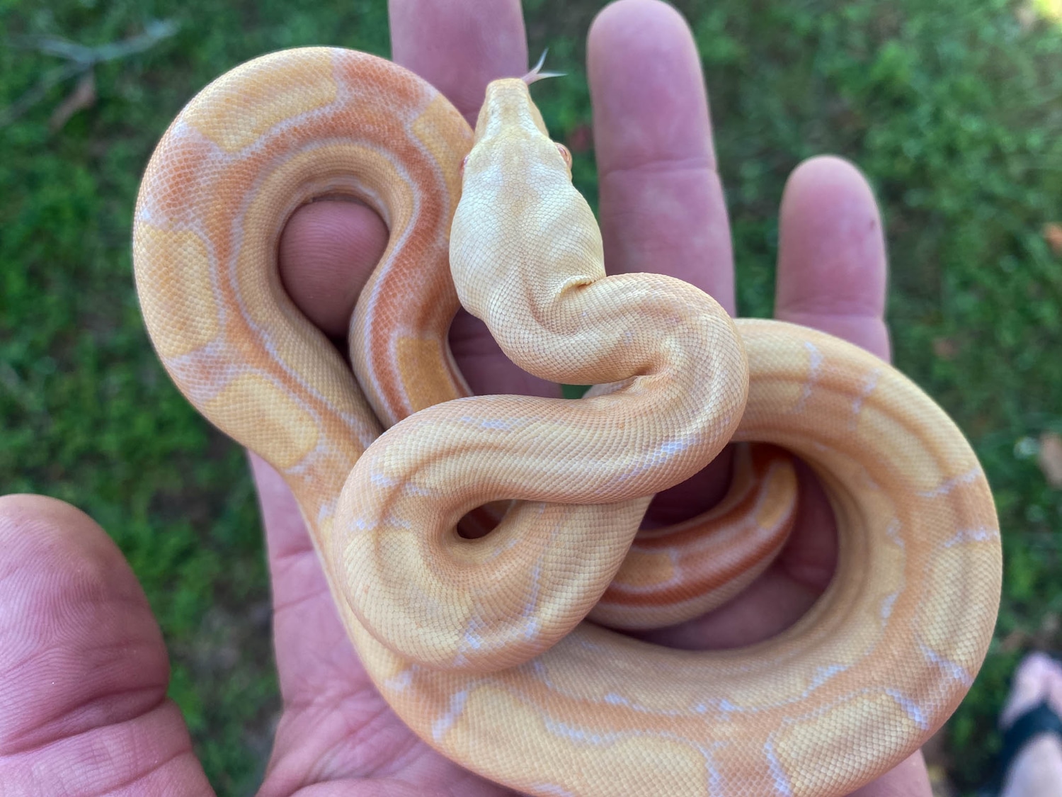 Lipstick Kahl Albino Keywest Motley Jungle Boa Constrictor by Fresh Shed Reptiles