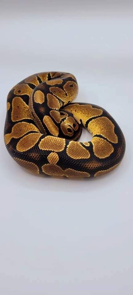 Red Gene Ball Python by Bluff City Serpents
