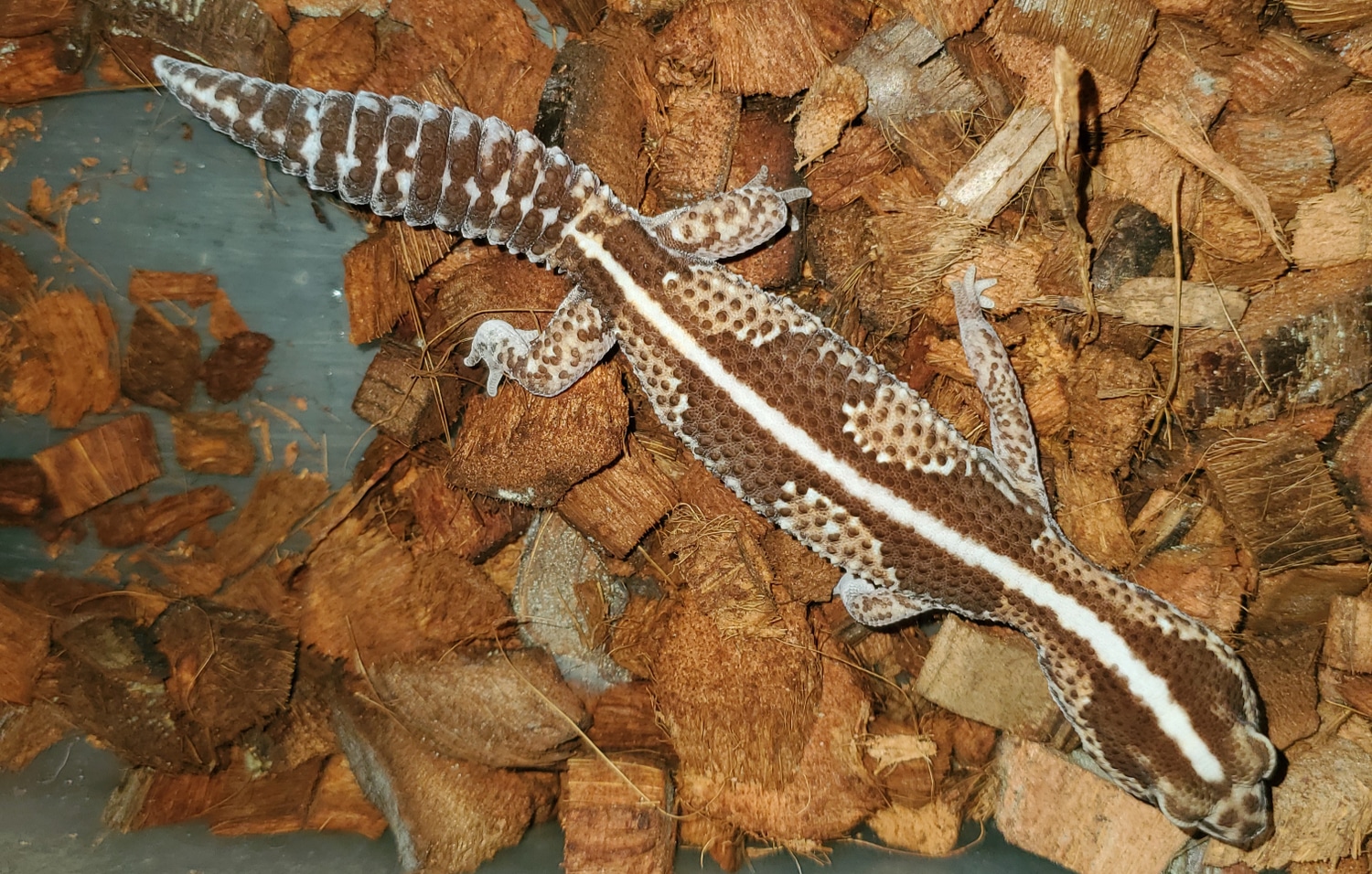 Zeros African Fat-Tailed Gecko by Wt Bazaar