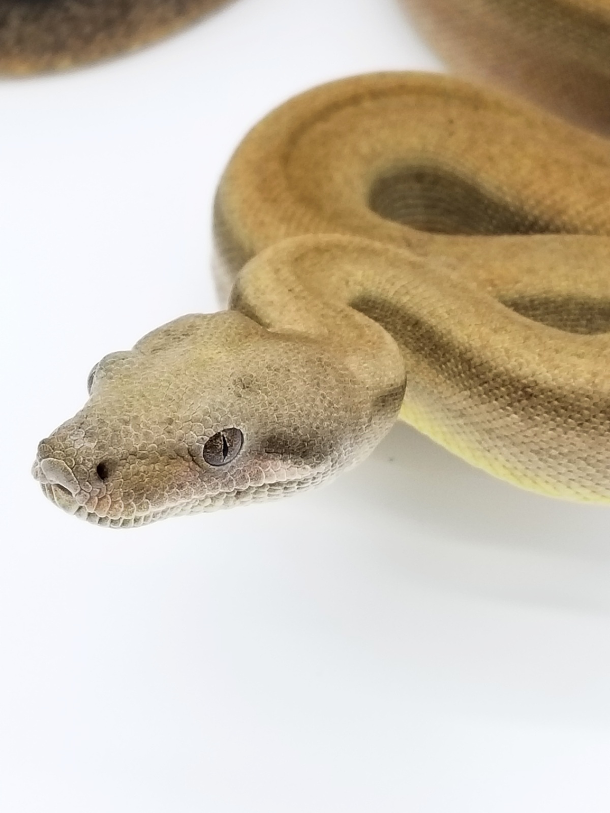 Sterling Boa Constrictor by RL Exotics