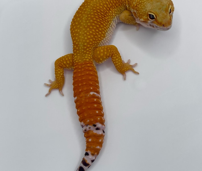 Tangerine by Bold and Striped Geckos