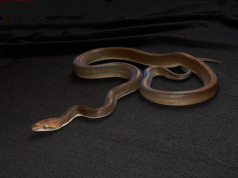 Goldenchild Reticulated Python by Slitherpets