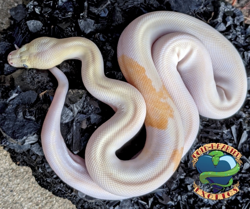 Ivory Granite/Albino Granite Paradox Burmese Python by Cold-Hearted Exotics