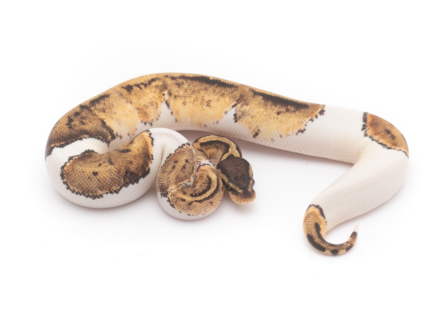 Pastel Cinder Pied Ball Python by Custom Scales
