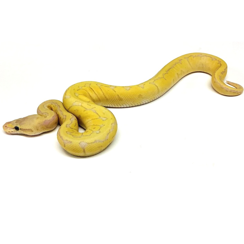Banana Fire Lemonblast Ball Python by BHB Reptiles